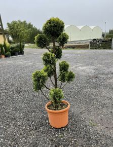 Arany lombú leyland ciprus CUPRESSOCYPARIS LEYLANDII GOLD RIDER POM-PON 120/140 K18