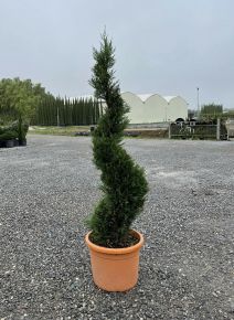 Leyland ciprus   CUPRESSOCYPARIS LEYLANDII PYRAMIDALIS SPIRÁL 120/140 K18