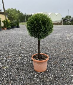 Arany lombú leyland ciprus CUPRESSOCYPARIS LEYLANDII CASTLEWELLAN GOLD T50 K15