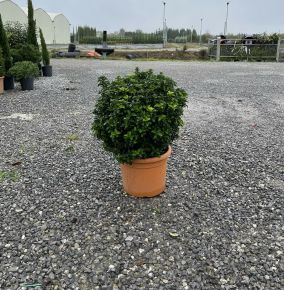 Japán kecskerágó  EUONYMUS JAPONICUS BENKOMASAKI ERECTA GÖMB 40/+ K15