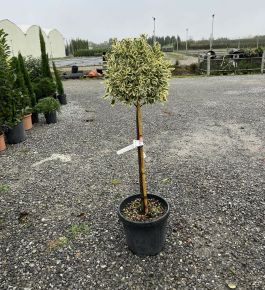 Japán kecskerágó  EUONYMUS JAPONICUS BRAVO T80 K20
