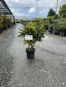 Márványos babérsom   AUCUBA JAPONICA CROTONIFOLIA GOLD 60/80 K9