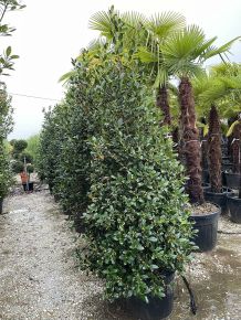 Közönséges magyal ILEX MUTCHAGARA NELLIE R. STEVENS KÚP 180/200 K70