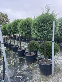Arany lombú leyland ciprus CUPRESSOCYPARIS LEYLANDII CASTLEWELLAN GOLD T1/2 60/70 GÖMB K35