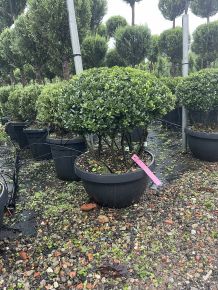 Csipkéslevelű magyal   ILEX CRENATA TÖBBTÖRZSES LAPOS TÁLBAN K25