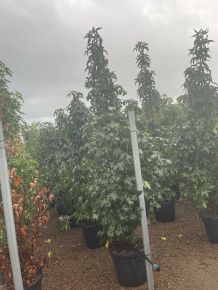 Amerikai ámbrafa  LIQUIDAMBAR STYRACIFLUA SLENDER SILHOUETTE 200/250 K50