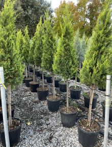 Arany lombú leyland ciprus CUPRESSOCYPARIS LEYLANDII CASTLEWELLAN GOLD T1/2 KÚP K25