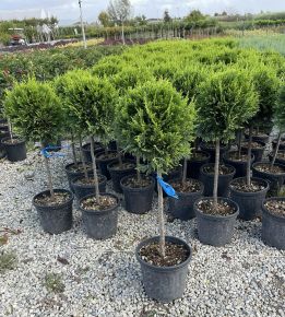 Arany lombú leyland ciprus CUPRESSOCYPARIS LEYLANDII CASTLEWELLAN GOLD T1/4 K9