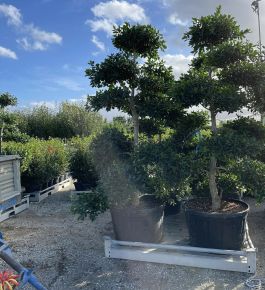 Közönséges magyal   ILEX MUTCHAGARA NELLIE R. STEVENS BONSAI 200/250 K230