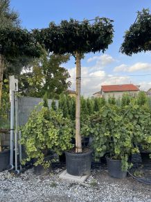 Amerikai ámbrafa   LIQUIDAMBAR STYRACIFLUA T280 TETŐ FORMA 20/25 K130