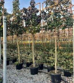 Amerikai ámbrafa  LIQUIDAMBAR STYRACIFLUA T180 10/12 FAL 120x120 K