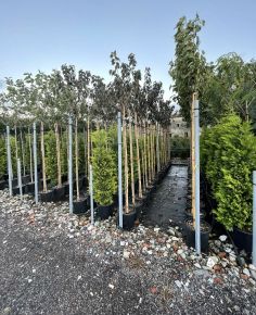 Vöröslevelű díszcseresznye   PRUNUS SERRULATA ROYAL BURGUNDY T200 8/10 K25