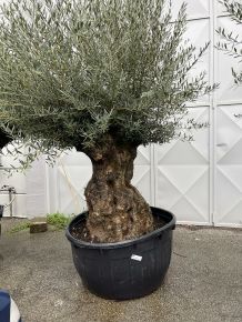 Olajfa   OLEA EUROPAEA ÖREG TÖRZS K450