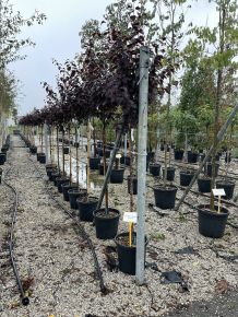 Vérszilva PRUNUS CERASIFERA PISSARDII NIGRA T3/4 K15