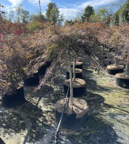 Szeldelt levelű japán juhar ACER PALMATUM DISSECTUM INABA-SHIDARE T1/2 K160