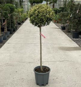 Aranytarka télizöld fagyalLIGUSTRUM OVALIFOLIUM AUREUM T1/2 40/50 K18