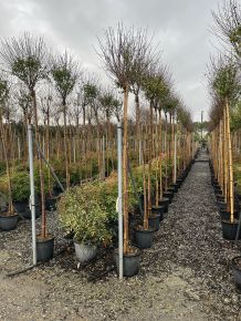 Gömb csepleszmeggy PRUNUS FRUTICOSA GLOBOSA T200 10/12 K30