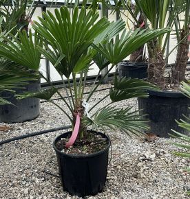 Kínai kenderpálma CHAMAEROPS EXCELSA T50/60 K45