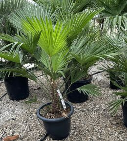 Kínai kenderpálma CHAMAEROPS EXCELSA T70/80 K45