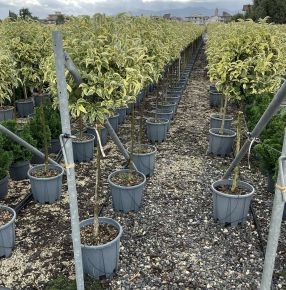 Tarka japán fagyal  LIGUSTRUM LUCIDUM EXCELSUM SUPERBUM T1/2 40/50 GÖMB K18