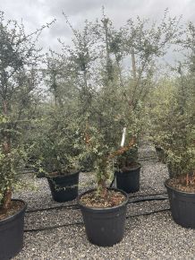Paratölgy    QUERCUS SUBER 175/200 K50