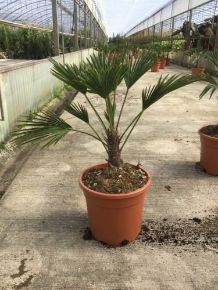 Kínai kenderpálma CHAMAEROPS EXCELSA T110/120 K90
