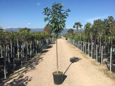 Japán díszcseresznye   PRUNUS SERRULATA KANZAN T1/2 K18