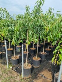 Csüngő díszcseresznye   PRUNUS SERRULATA KIKU SHIDARE ZAKURA T200 8/10 K18