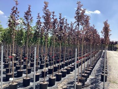 Virginiai zelnicemeggy   PRUNUS VIRGINIANA CANADA RED T200 8/10 K18