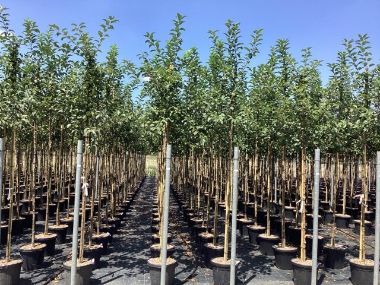 Díszalma    MALUS ROBUSTA RED SENTINEL T200 10/12 K30