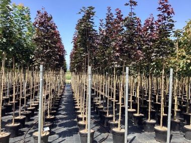 Vöröslevelű oszlopos juhar  ACER PLATANOIDES CRIMSON SENTRY T200 10/12 K30