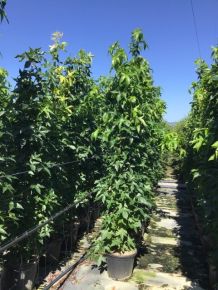 Amerikai ámbrafa  LIQUIDAMBAR STYRACIFLUA SLENDER SILHOUETTE 200/250 K30