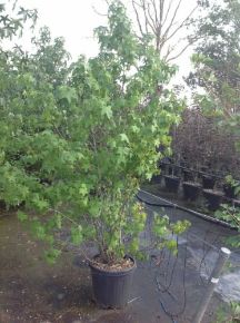 Amerikai ámbrafa  LIQUIDAMBAR STYRACIFLUA 200/250 K30