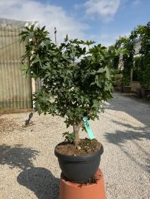 Amerikai ámbrafa LIQUIDAMBAR STYRACIFLUA WORPLESDON BONSAI LAPOS TÁLBAN K10