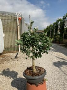 Páfrányfenyő    GINKGO BILOBA BONSAI LAPOS TÁLBAN K10