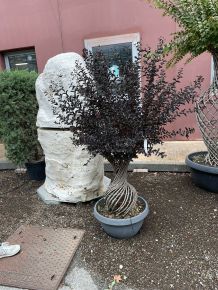 Kínai selyemmirtuszLAGERSTROEMIA INDICA BEST RED AMFÓRA ALAKÚ LAPOS TÁLBAN K40