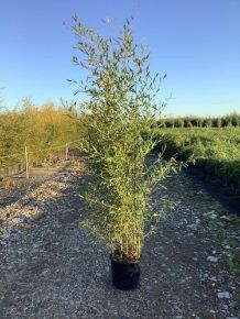 Zöld szárú sövénybambusz PHYLLOSTACHYS BISSETII 150/200 K18