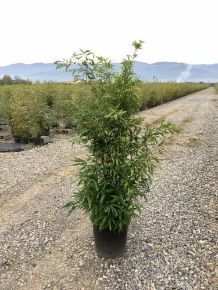Fekete bambusz   PHYLLOSTACHYS NIGRA 150/200 K18