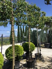 Kínai vadkörte   PYRUS CALLERYANA CHANTICLEER T200 FAL K55