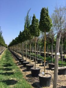 Oszlopos törpegyertyán   CARPINUS BETULUS MONUMENTALIS T200 16/18 K110