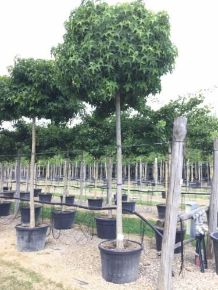 Amerikai ámbrafa   LIQUIDAMBAR STYRACIFLUA GUMBALL T200 20/25 K150