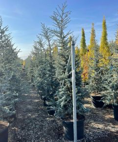 Kék csüngő atlasz cédrus CEDRUS ATLANTICA GLAUCA PENDULA 200/250 K70