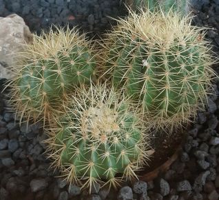 Kaktusz ECHINOCACTUS CS27