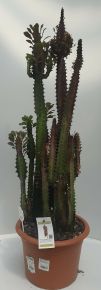 Kaktusz EUPHORBIA TRIGONA RUBRA CS25