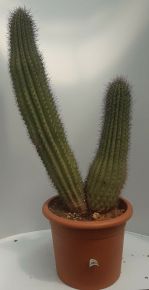 Kaktusz CEREUS VATRICANIA GUENTHERI CS35