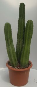 Kaktusz CEREUS POLASKIN CHICHIPE CS25