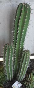 Kaktusz CEREUS PACHYCEREUS PACTEN ABOROGYNUM CS25