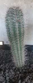 Kaktusz CEREUS PACHYCEREUS PRINGLEI CS25