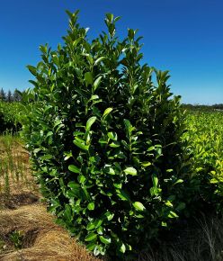 Oszlopos babérmeggy PRUNUS LAUROCERASUS OBELISK 125/150*