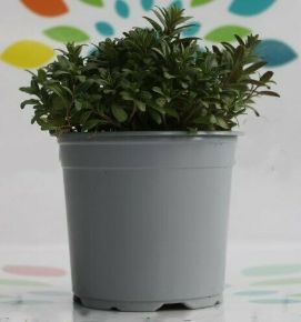 IzsópFŰSZERNÖVÉNY - HYSSOPUS OFFICINALIS K1,5